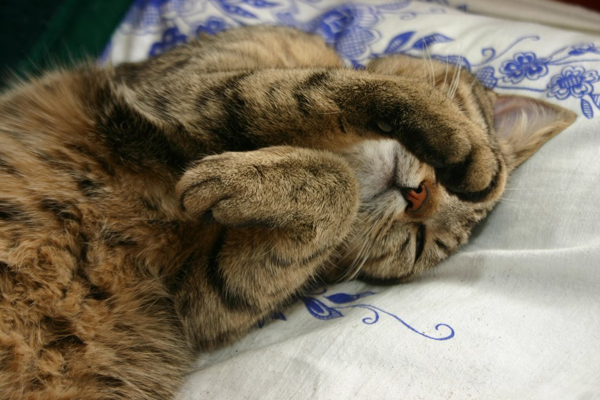 Кошка спит