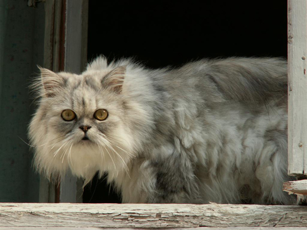 Длинношерстная кошка Длинношерстная кошка