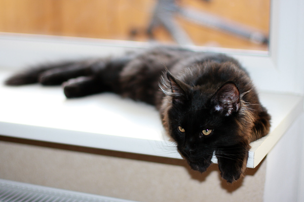 Кошка в доме Кошка в доме