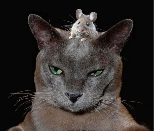 Кошка с мышкой Кошка с мышкой