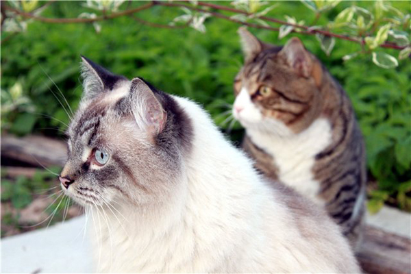 Кошка в саду Кошка в саду