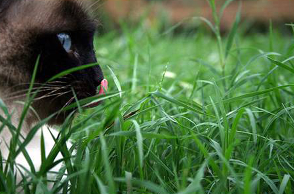 Как защитить кошку в саду Как защитить кошку в саду