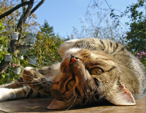 как защитить сад от кошки как защитить сад от кошки