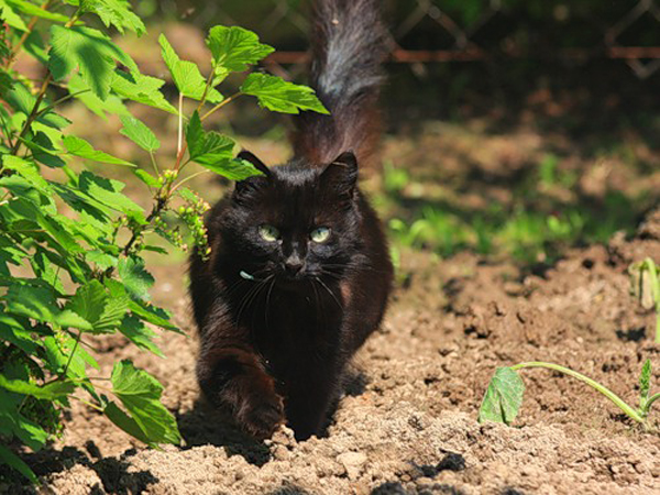 Кошка среди растений Кошка среди растений