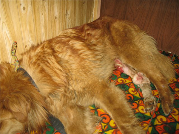 Покусанная собака
