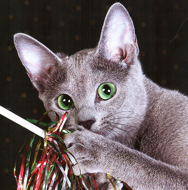 Кошка - священное животное