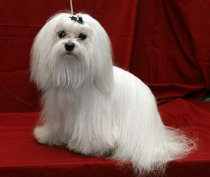 Стрижка мальтезе Стрижка мальтезе