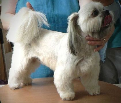 Стрижка мальтезе "под ши- тцу" Стрижка мальтезе "под ши- тцу"