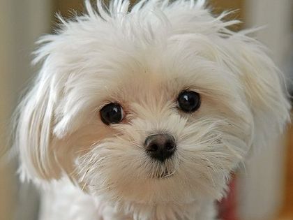 Мальтезе Мальтезе