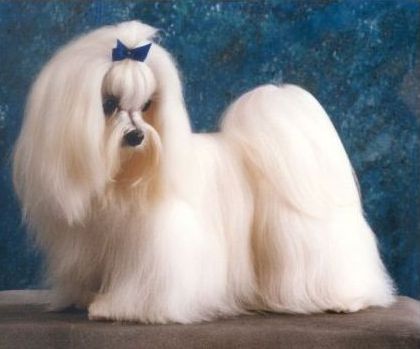 Классическая стрижка мальтезе Классическая стрижка мальтезе