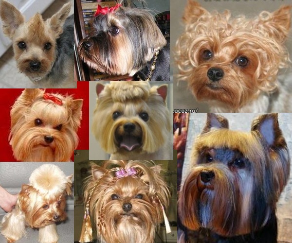 Йорки Йорки