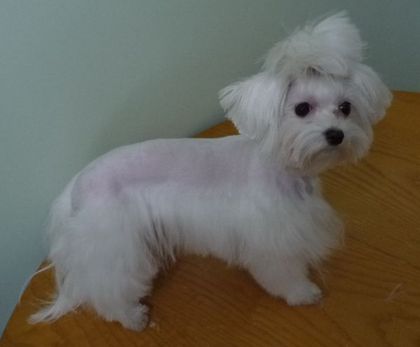 Вариант короткой стрижки мальтезе Вариант короткой стрижки мальтезе