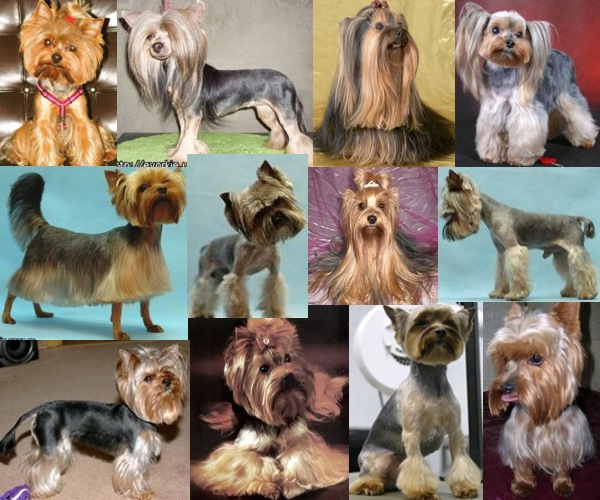 Стрижки йорков Стрижки йорков