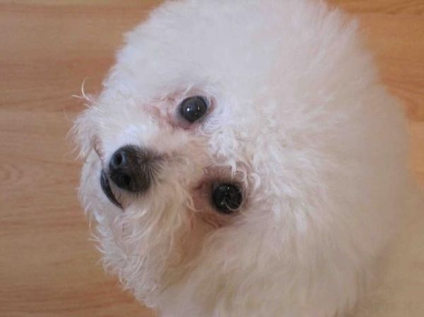 Прическа бишона Прическа бишона