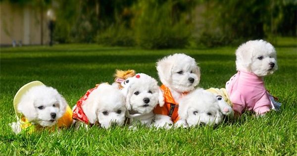 Щенки бишона Щенки бишона