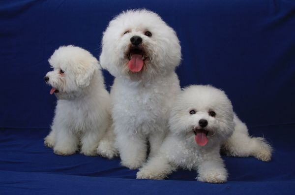 Стрижка бишона Стрижка бишона