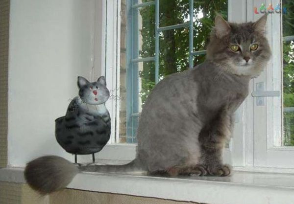 Стрижка сибирского кота