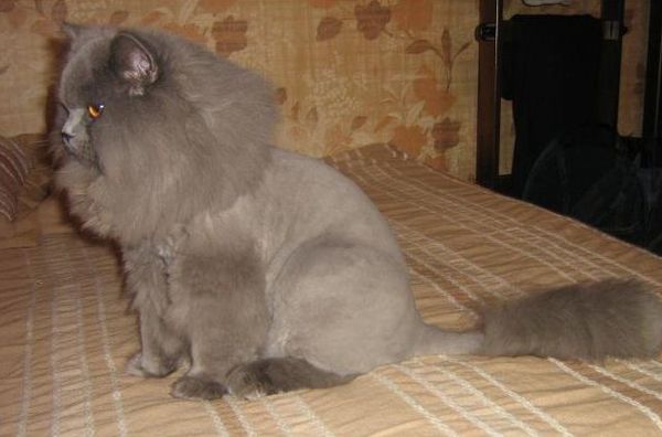 Оригинальная стрижка длинношерстного кота