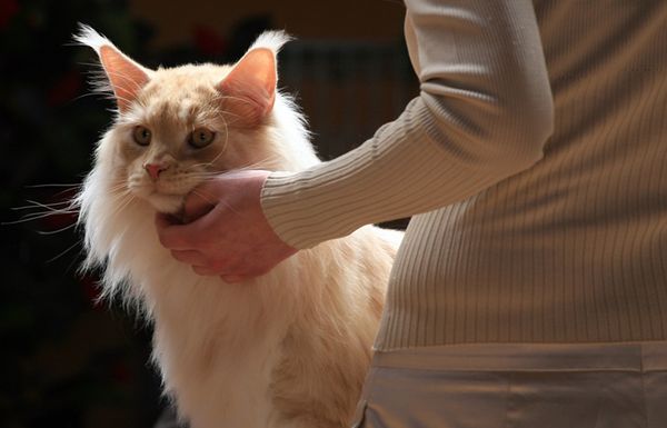 Длинношерстная кошка