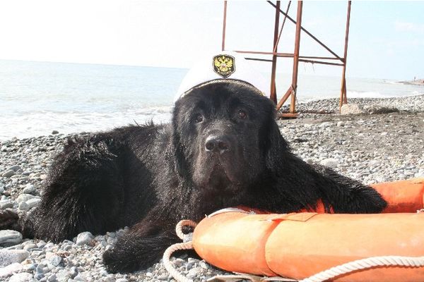 Ньюфаундленд - член морской команды