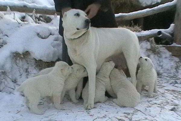 Собака со щенками