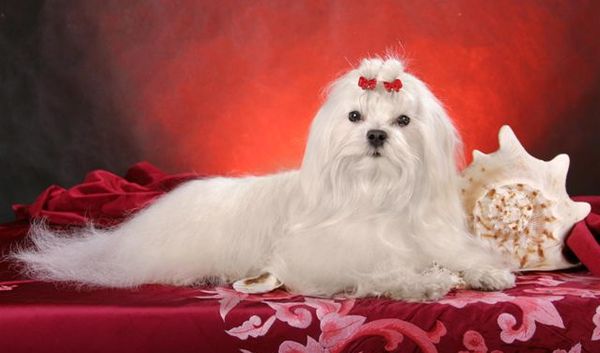 Мальтийская болонка