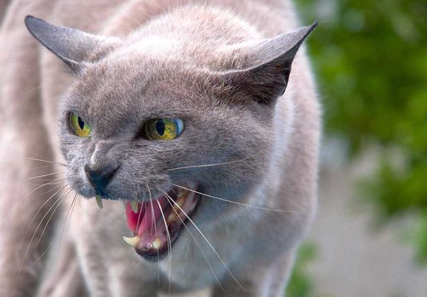Агрессивная кошка