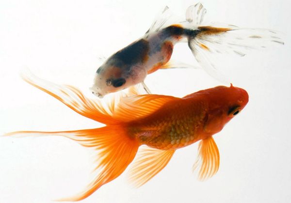 Золотые рыбки