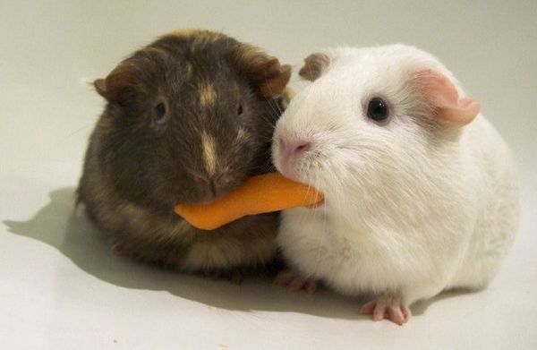 Морские свинки