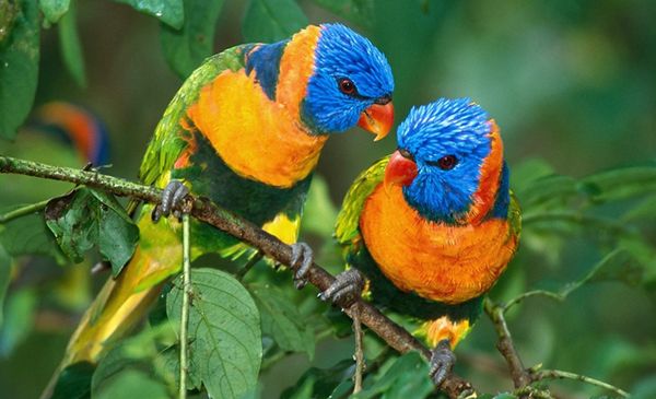 Пара попугайчиков
