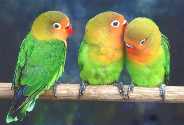 Попугачики