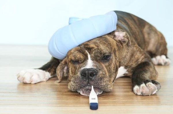 Заболевшая собака