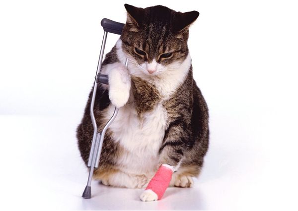 Кошка - инвалид