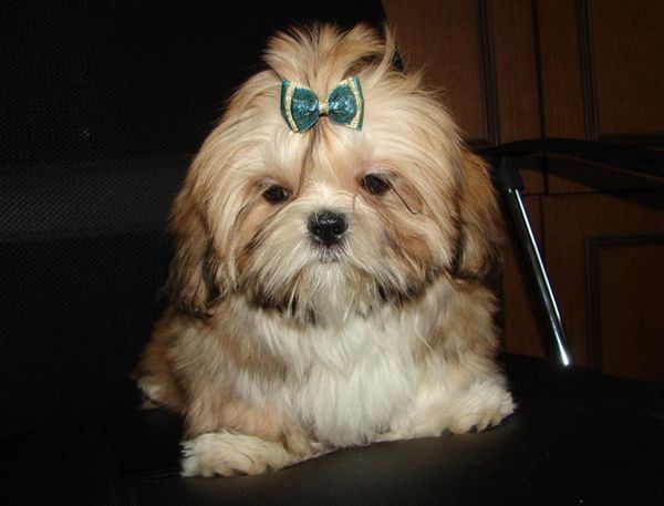 Щенки ши-тцу: стрижка ши-тцу в Минске