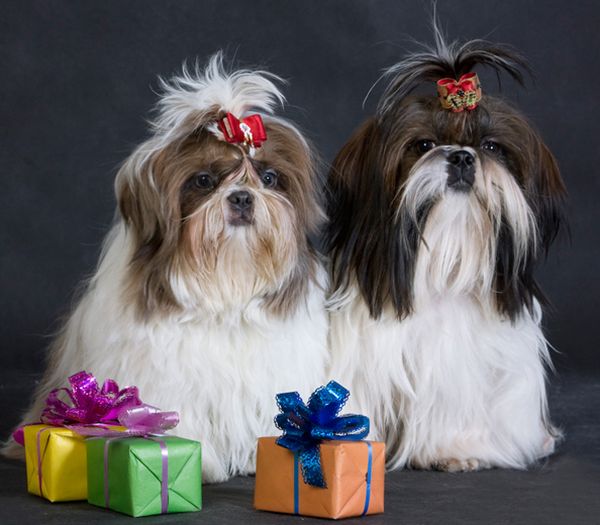 В Минске классическая стрижка ши-тцу