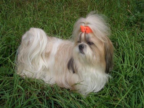 Ши-тцу стрижка в Минске на прогулке