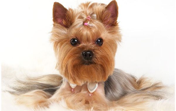 Йоркширский терьер Йоркширский терьер