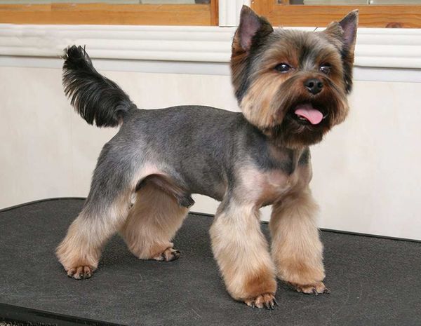 Стрижка йорка Стрижка йорка