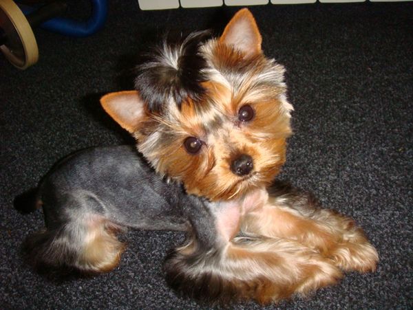 Гигиегическая стрижка йорка Гигиегическая стрижка йорка