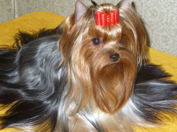 Выставочная стрижка йорка Выставочная стрижка йорка