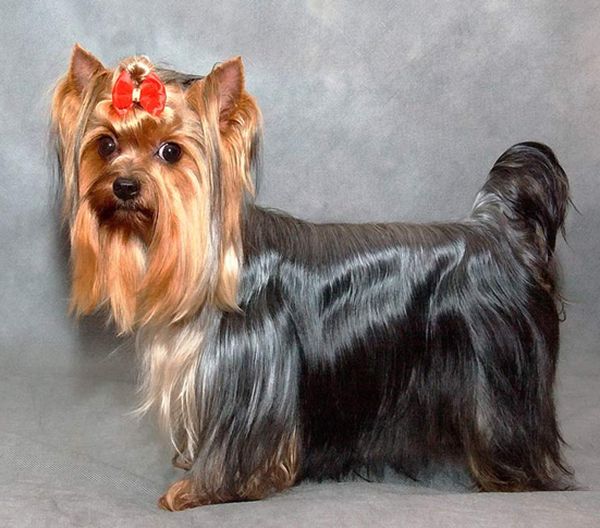 Выставочная стрижка йоркширского терьера Выставочная стрижка йоркширского терьера