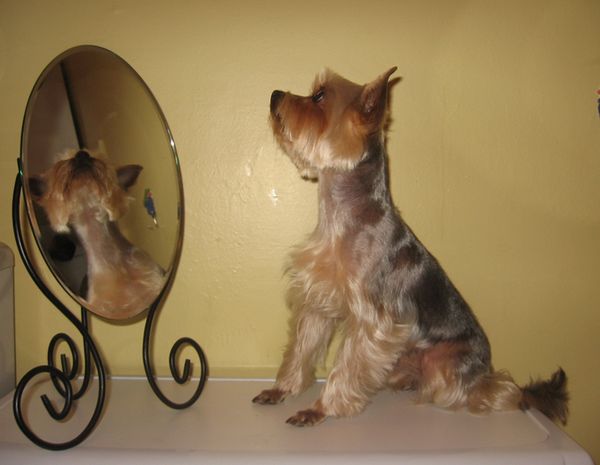 Йорк у зеркала Йорк у зеркала