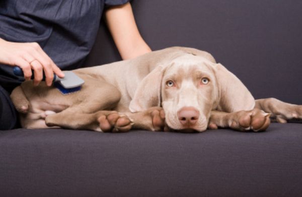 Вычесывание шерсти у собак Вычесывание шерсти у собак