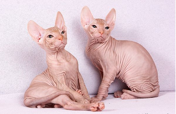 Кошки породы "сфинкс" Кошки породы "сфинкс"
