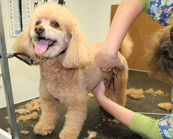 Стрижка пуделя Стрижка пуделя