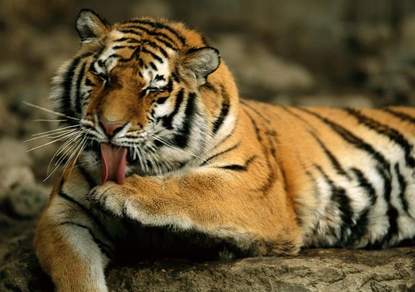 Умывание тигра Умывание тигра