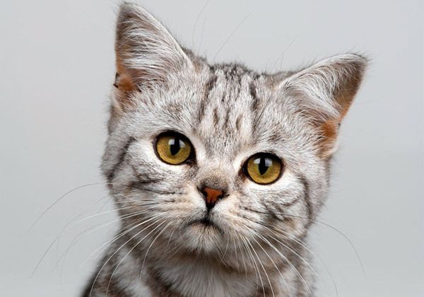 Американская короткошерстная кошка Американская короткошерстная кошка