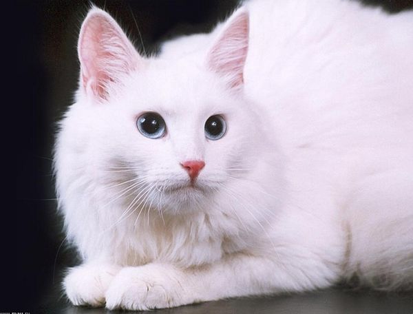 Ангорская кошка Ангорская кошка