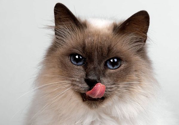 Бирманская кошка Бирманская кошка