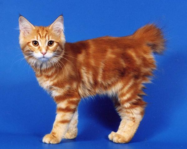 Курильский бобтейл Курильский бобтейл